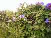 AvonBCW.jpg (108)_small.jpg